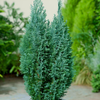 Chamaecyparis lawsoniana 'Ellwoodii' - Pačempres Elvudi