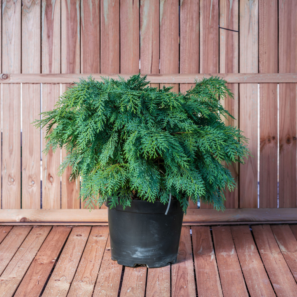 Chamaecyparis lawsoniana 'Globosa' - Pačempres 'Globosa'