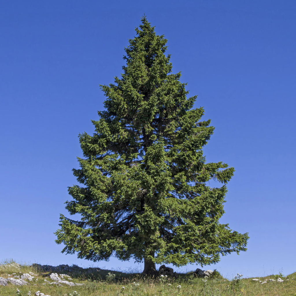 Picea abies - Obična smrča