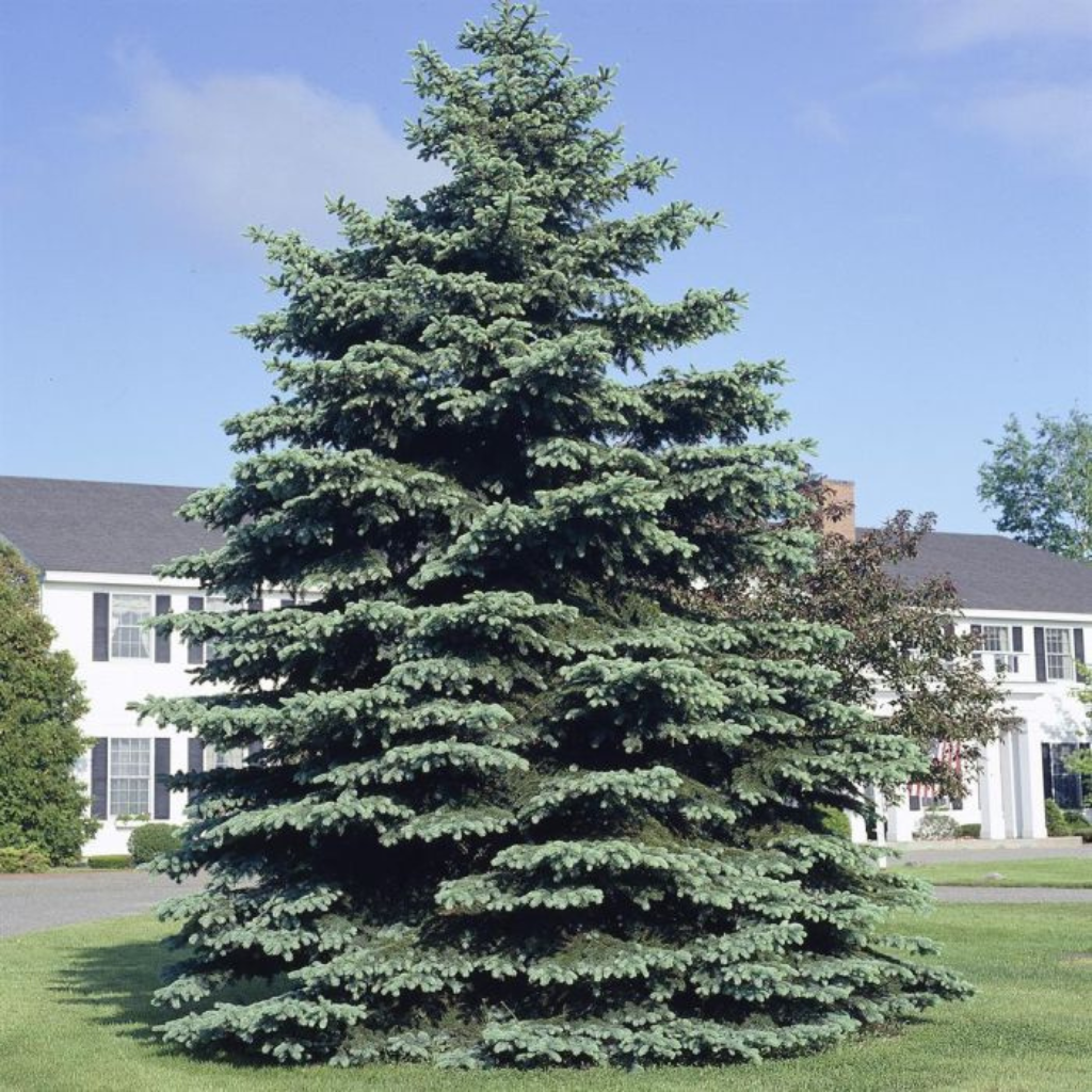 Picea pungens 'Glauca' - Srebrna smrča