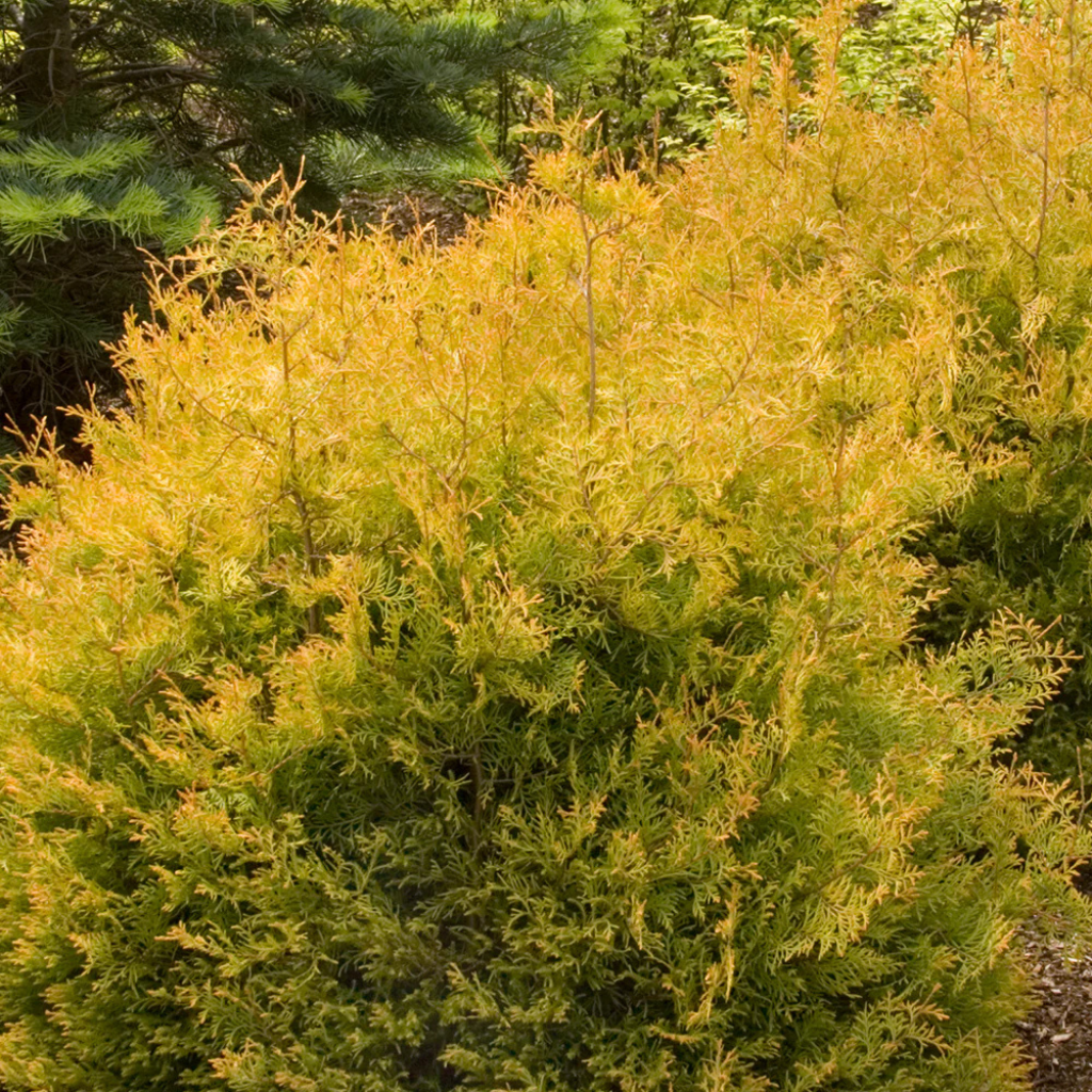 Thuja occidentalis 'Rheingold' - Zlatna patuljasta tuja