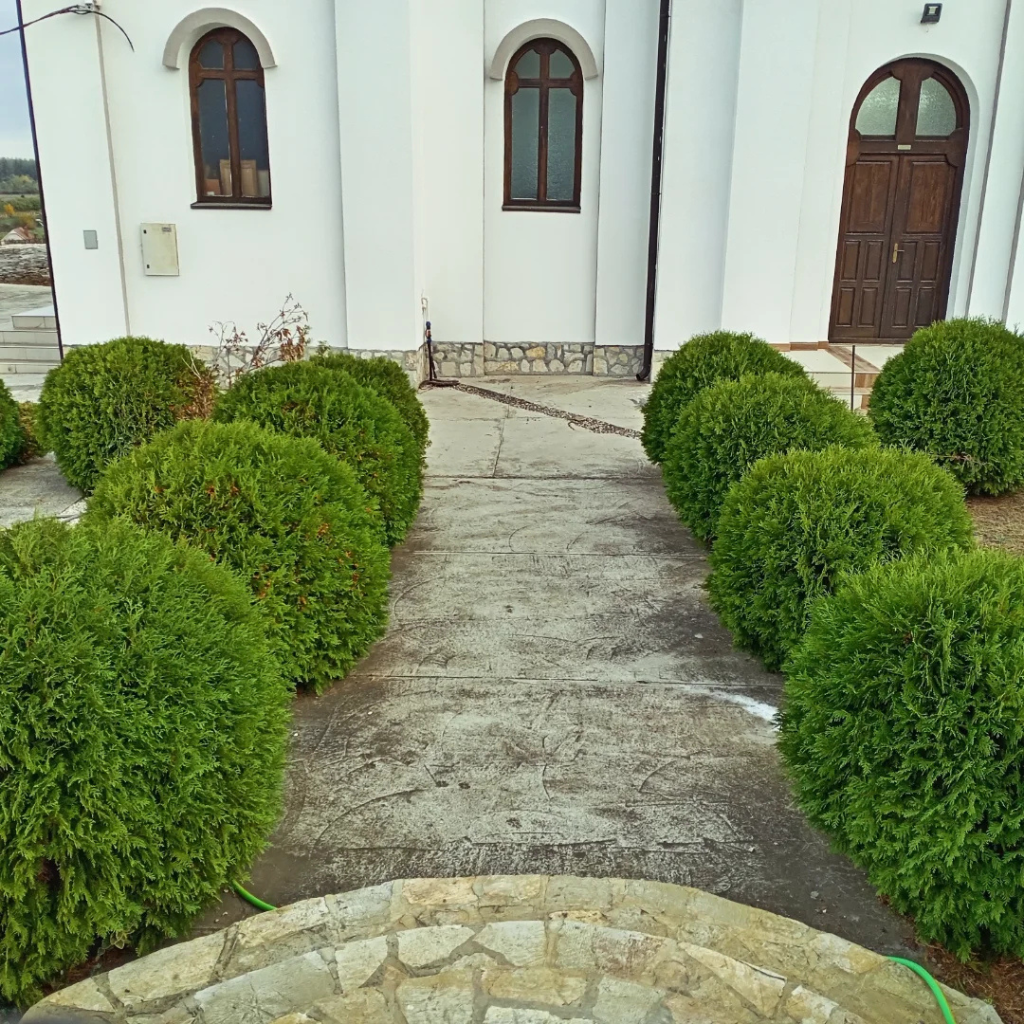 Thuja occidentalis 'Globosa' - Kuglasta tuja