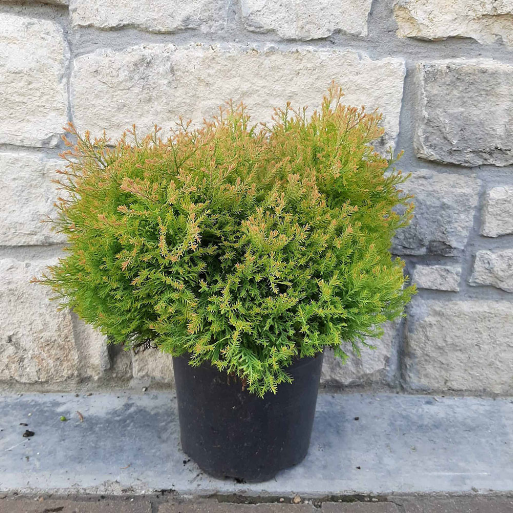 Thuja occidentalis 'Rheingold' - Zlatna patuljasta tuja