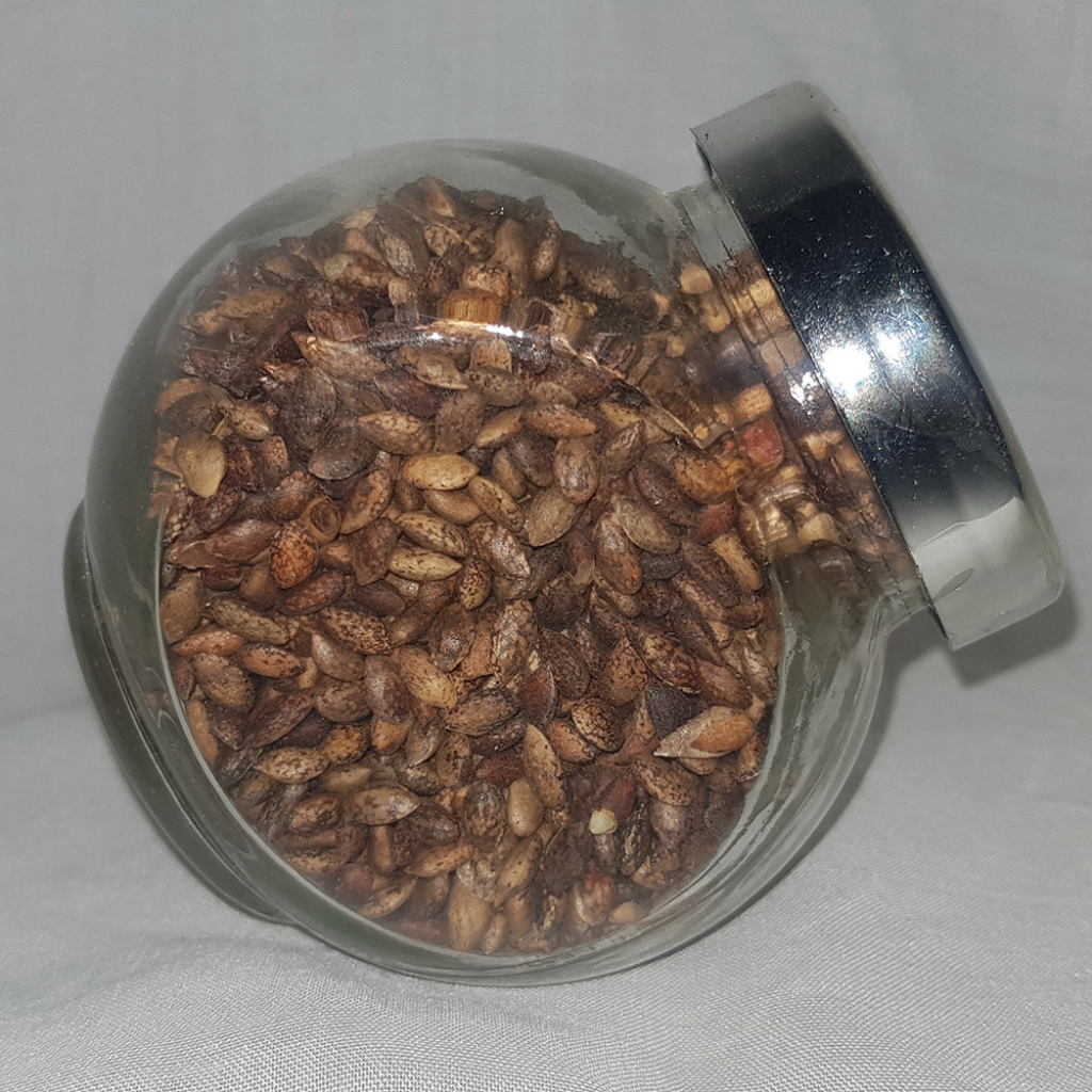 Pinus nigra - Crni bor