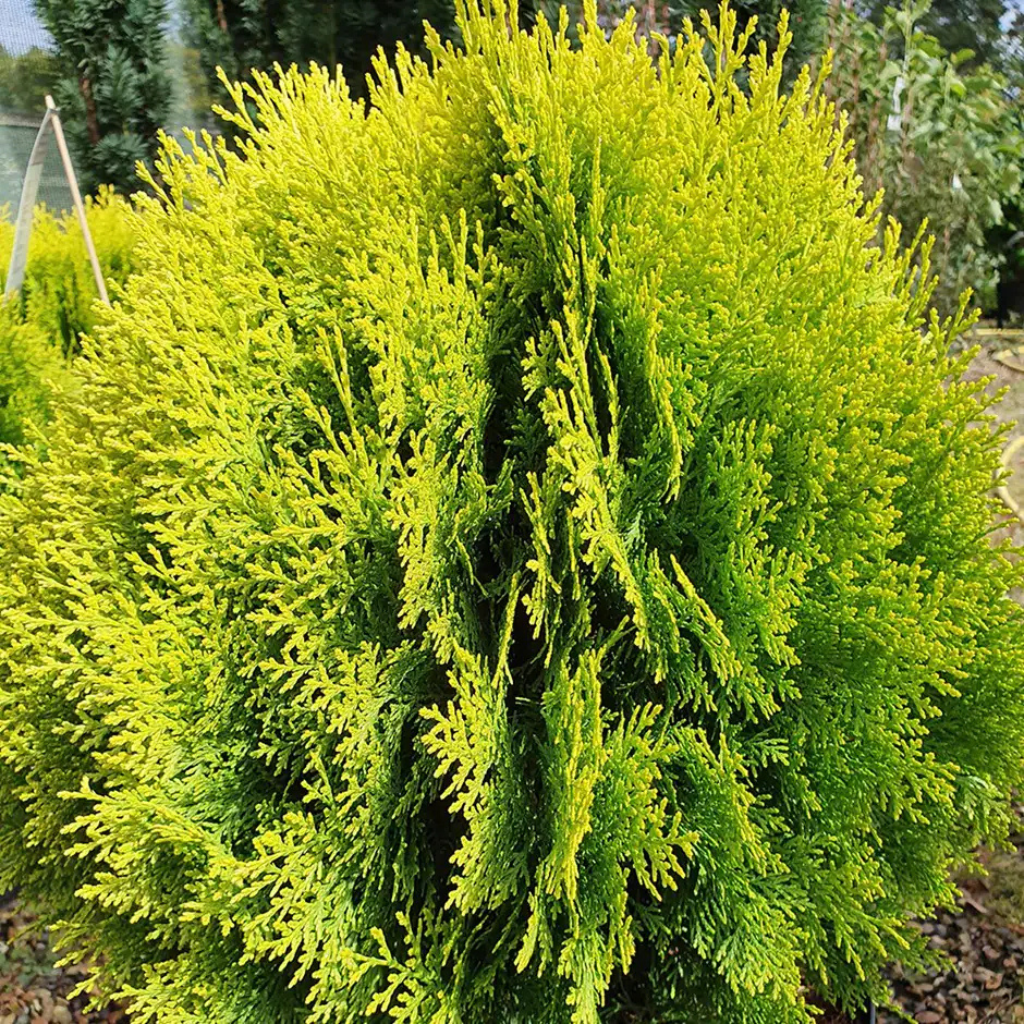Thuja orientalis 'Aurea Nana' - Zlatna patuljasta tuja
