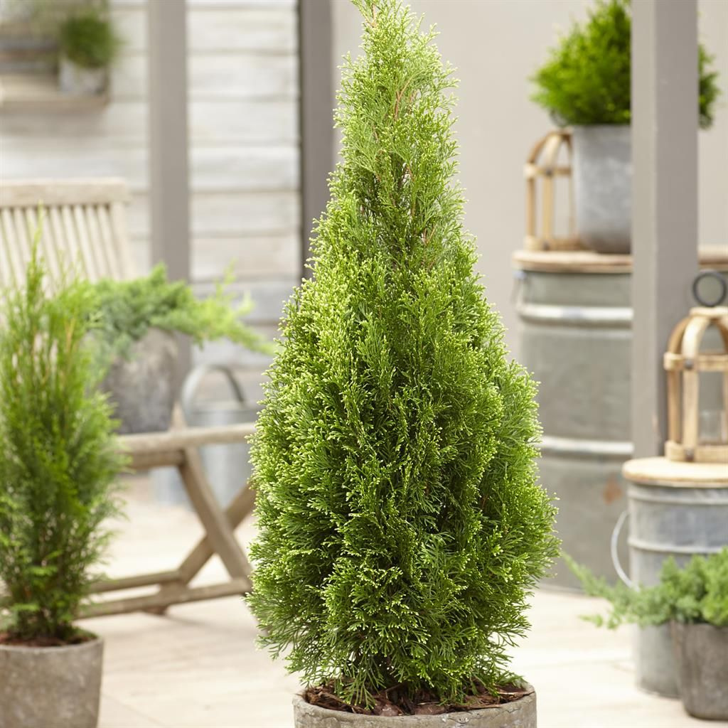 Thuja occidentalis 'Smaragd' - Tuja Smaragd