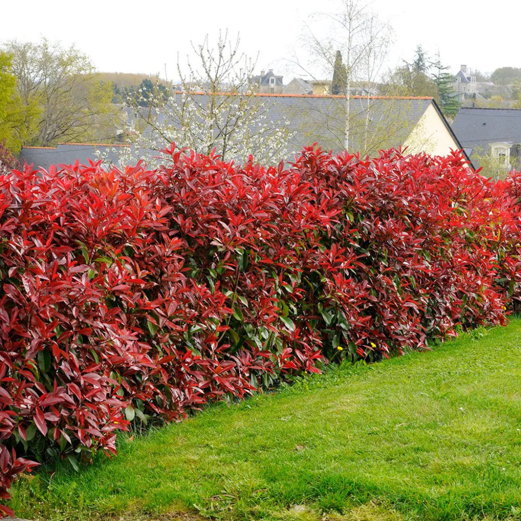 Photinia x fraseri 'Red Robin'