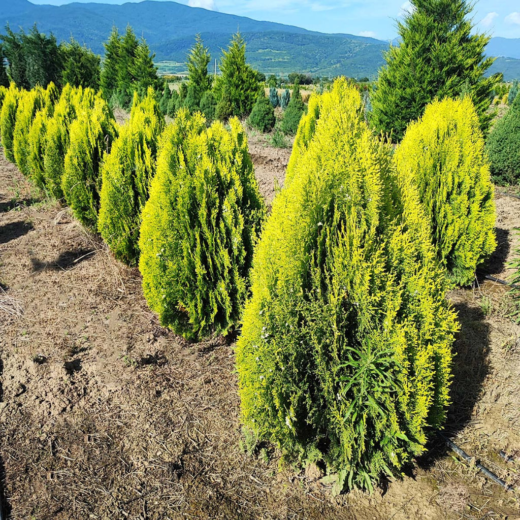 Thuja orientalis 'Aurea Nana' - Zlatna patuljasta tuja