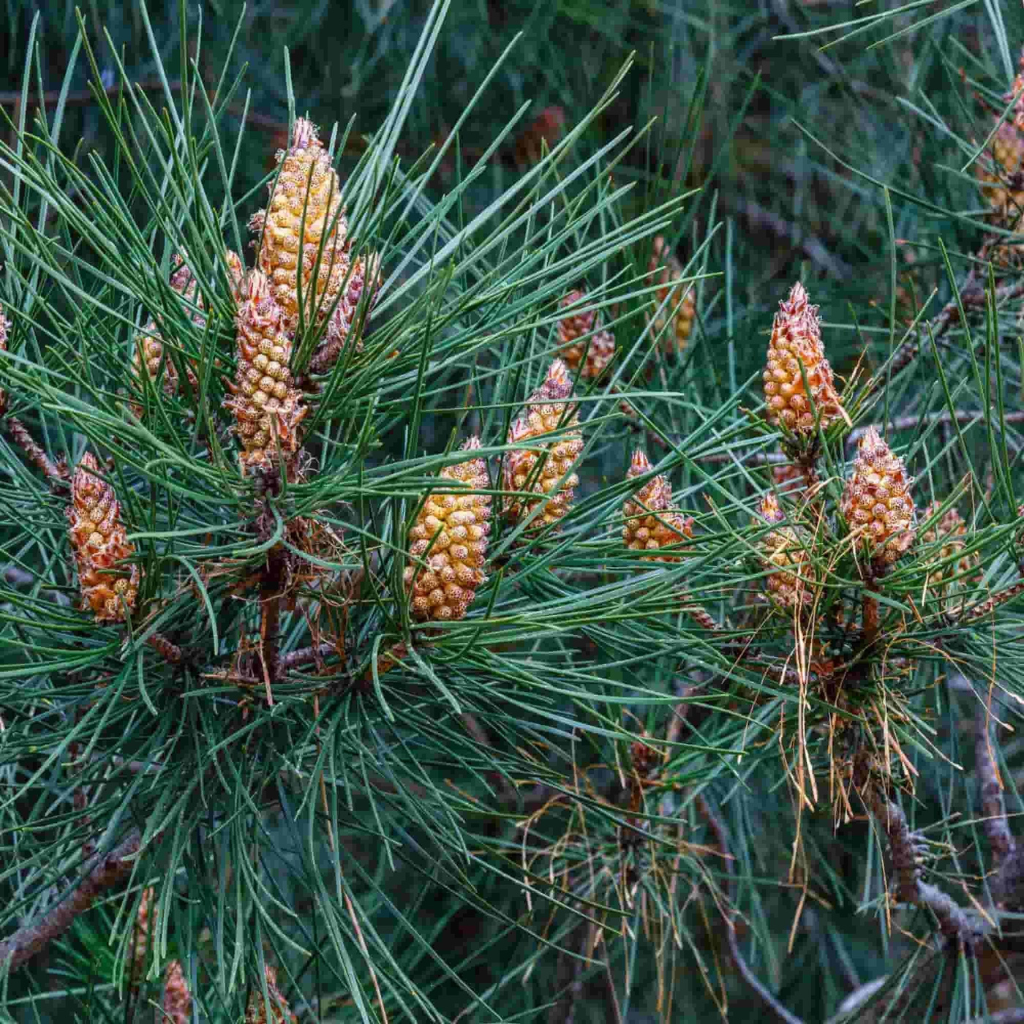 Pinus sylvestris - Beli bor