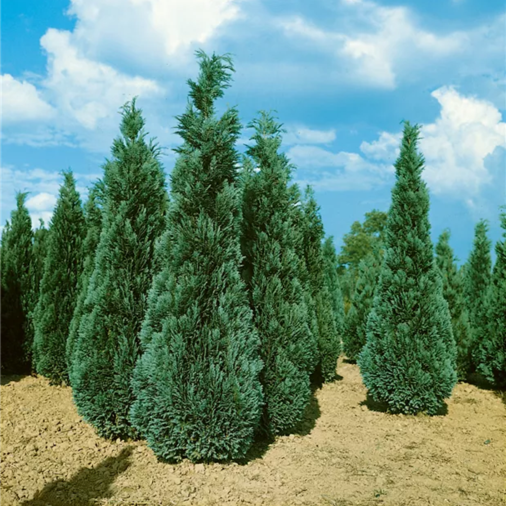 Chamaecyparis lawsoniana 'Columnaris' - Plavi stubasti pačempres