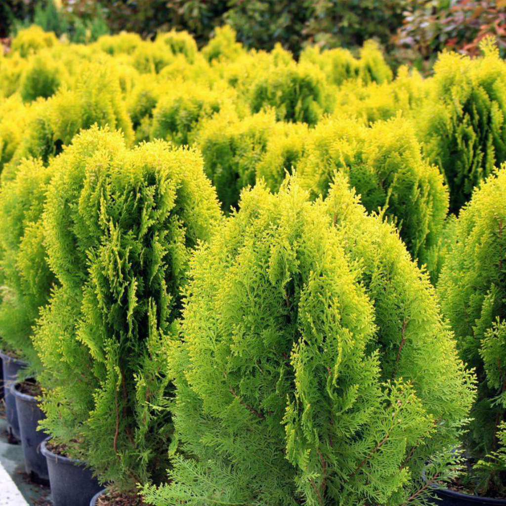 Thuja orientalis 'Aurea Nana' - Zlatna patuljasta tuja