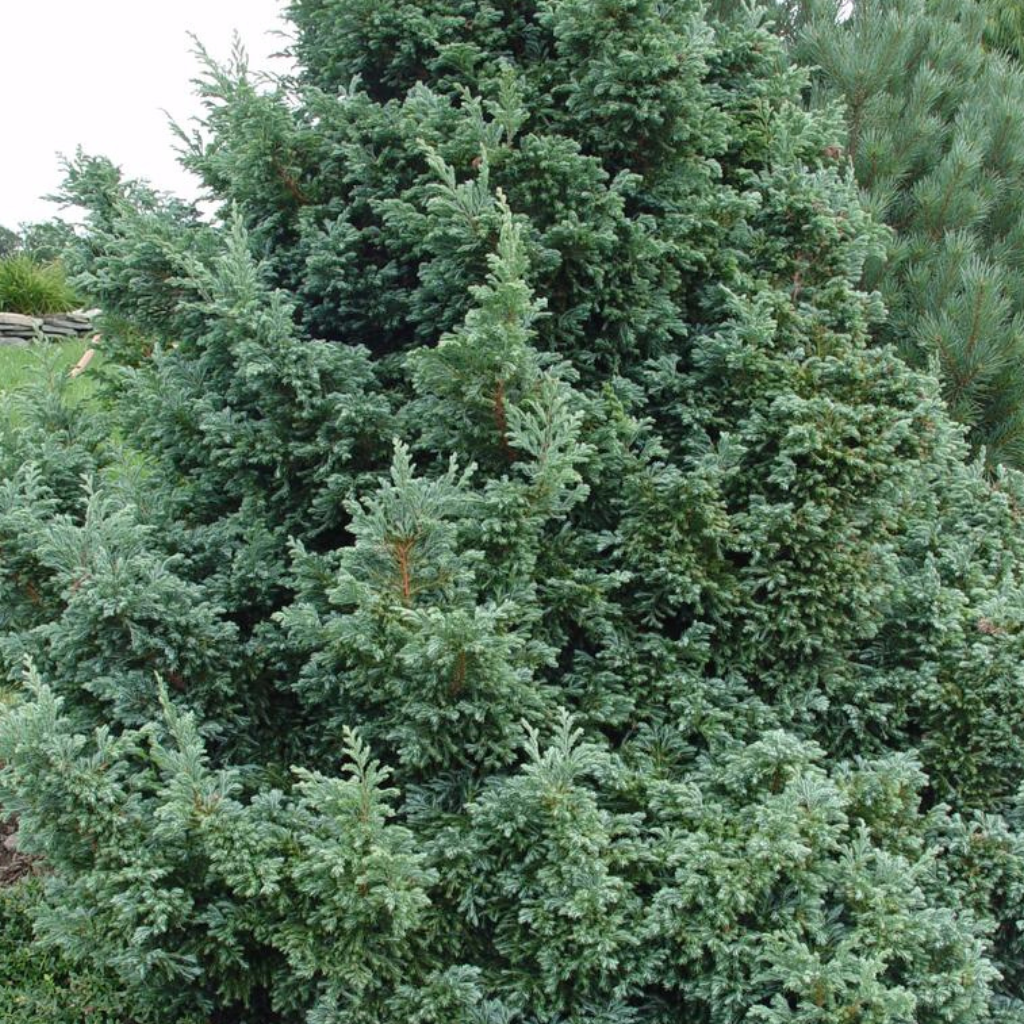Chamaecyparis pisifera 'Boulevard' - Srebrni pačempres
