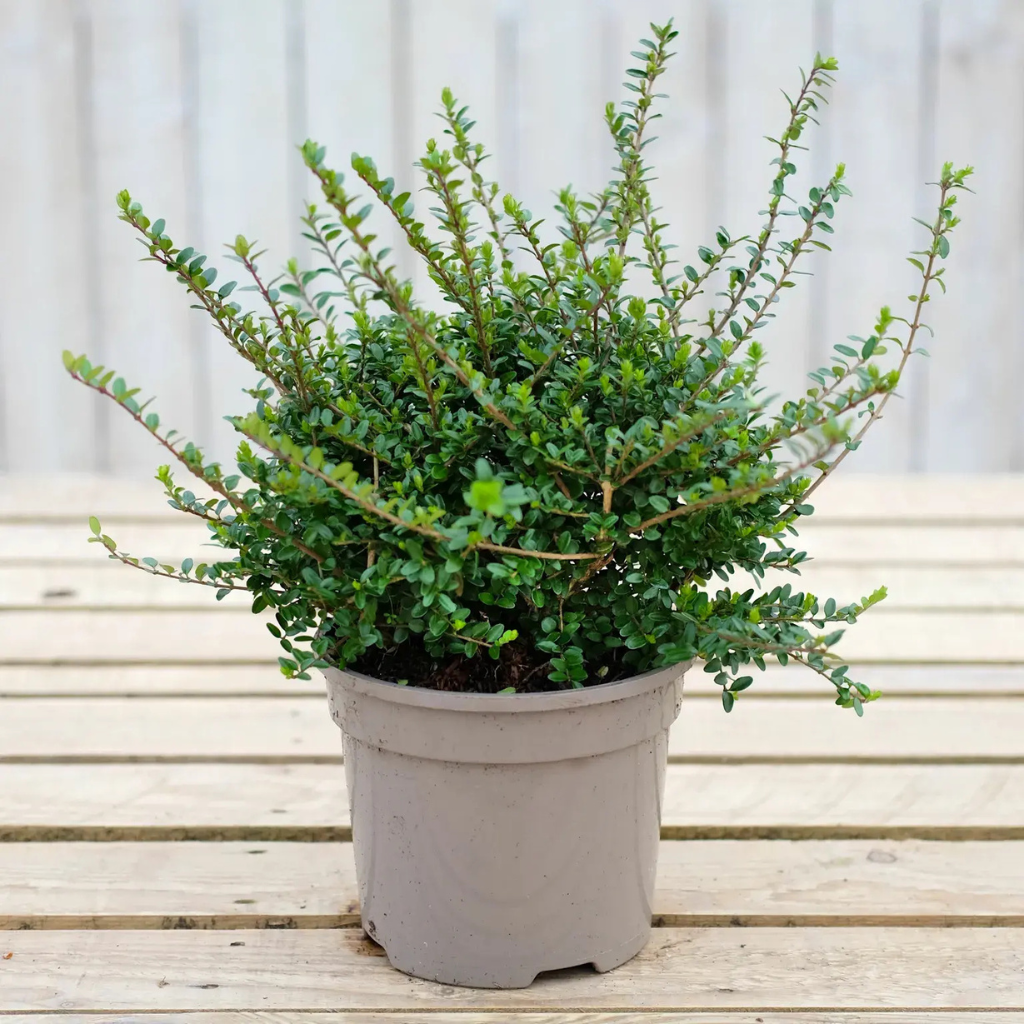 Lonicera nitida - Zimzelena kozokrvina