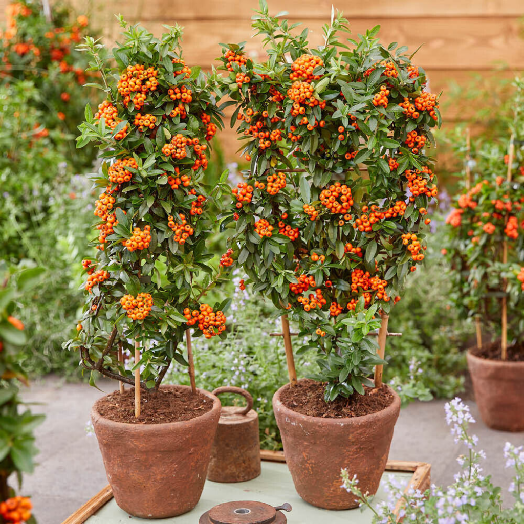 Pyracantha coccinea - Vatreni trn