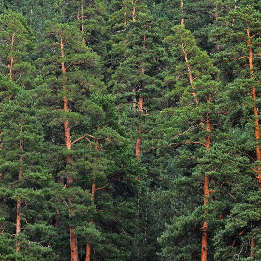 Pinus sylvestris - Beli bor