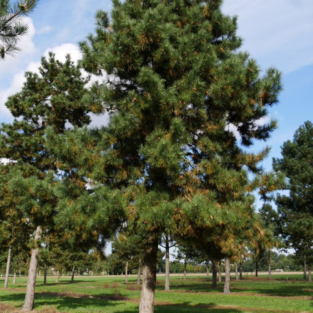 Pinus nigra - Crni bor