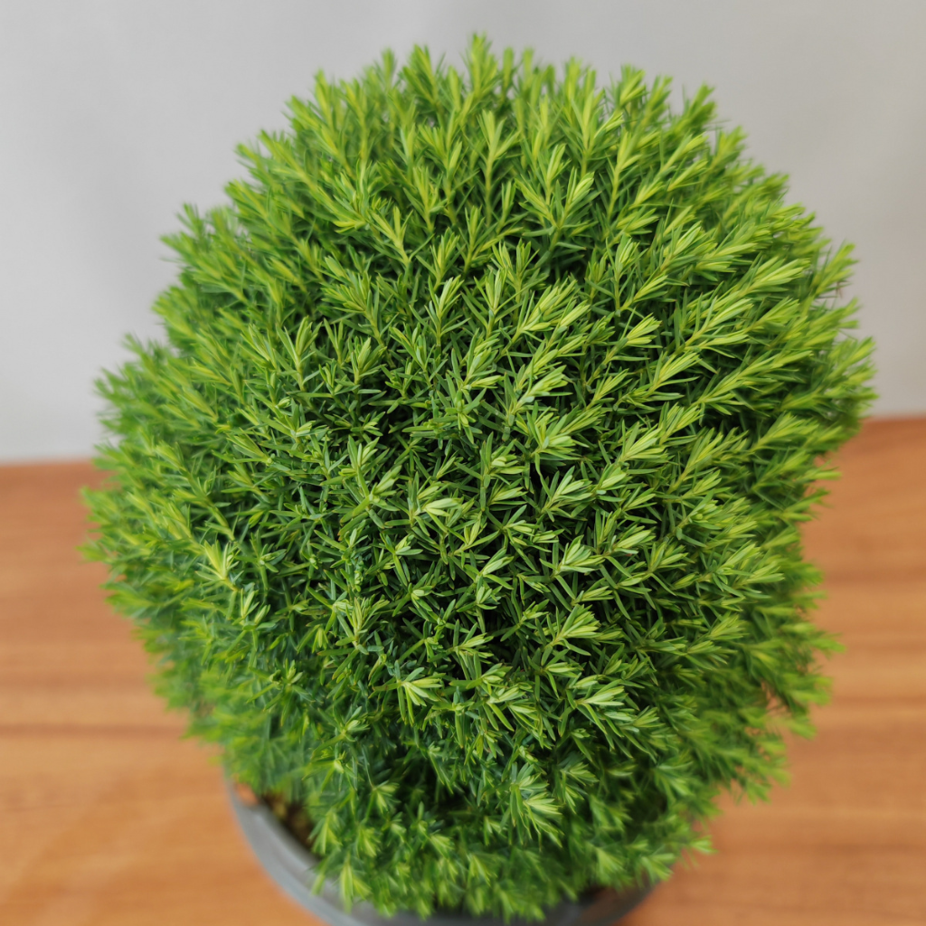 Thuja occidentalis 'Teddy' - Patuljasta tuja Tedi