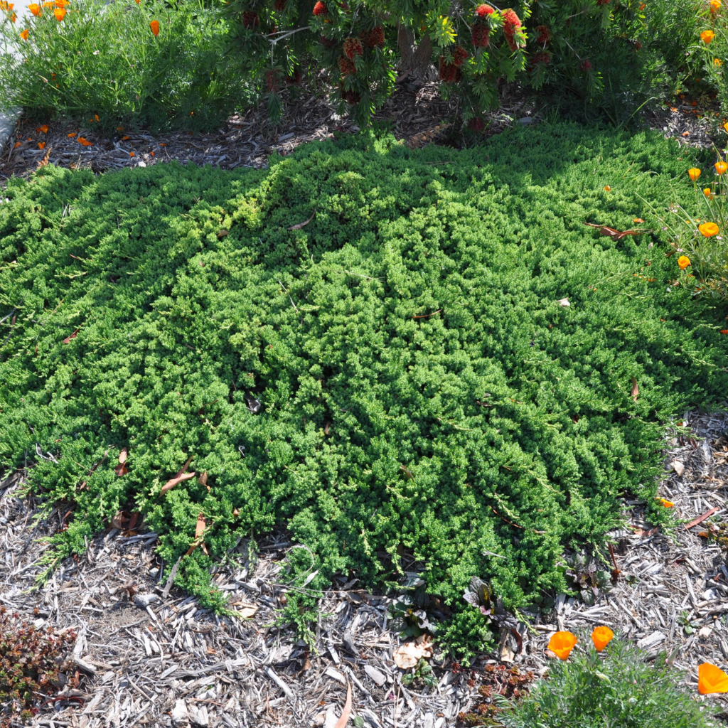 Juniperus horizontalis 'Prostrata' - Polegla kleka