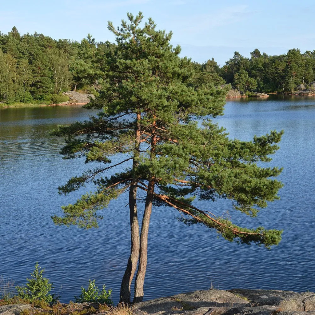 Pinus sylvestris - Beli bor