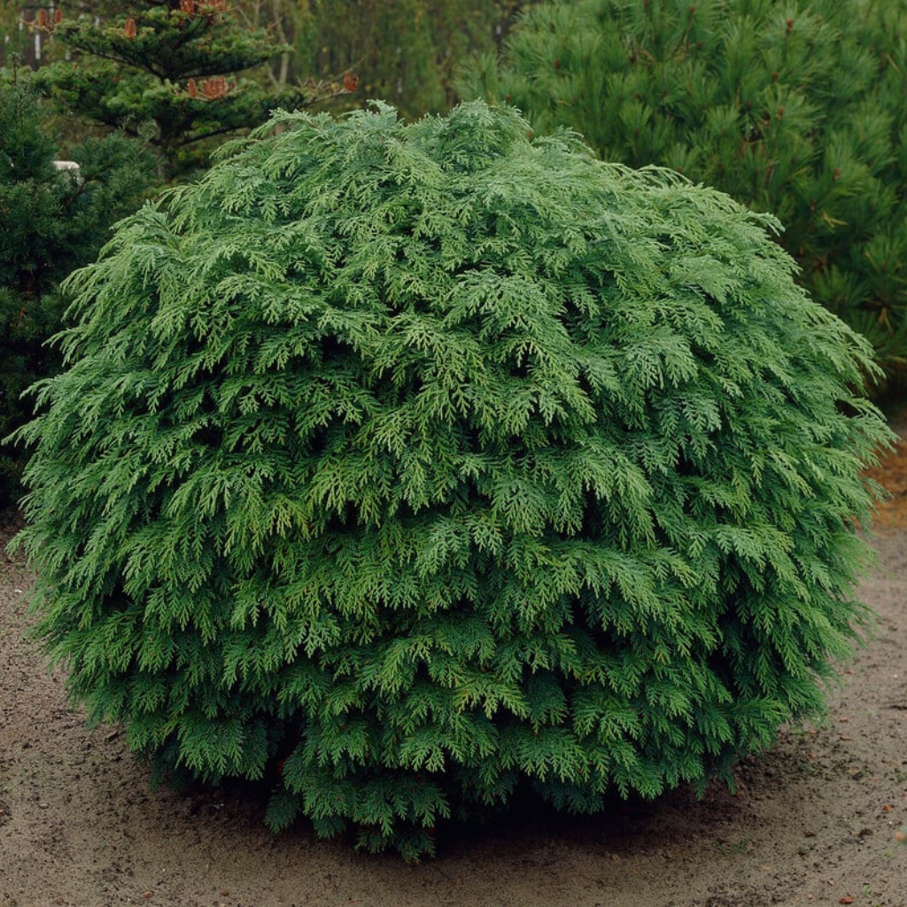 Chamaecyparis lawsoniana 'Globosa' - Pačempres 'Globosa'