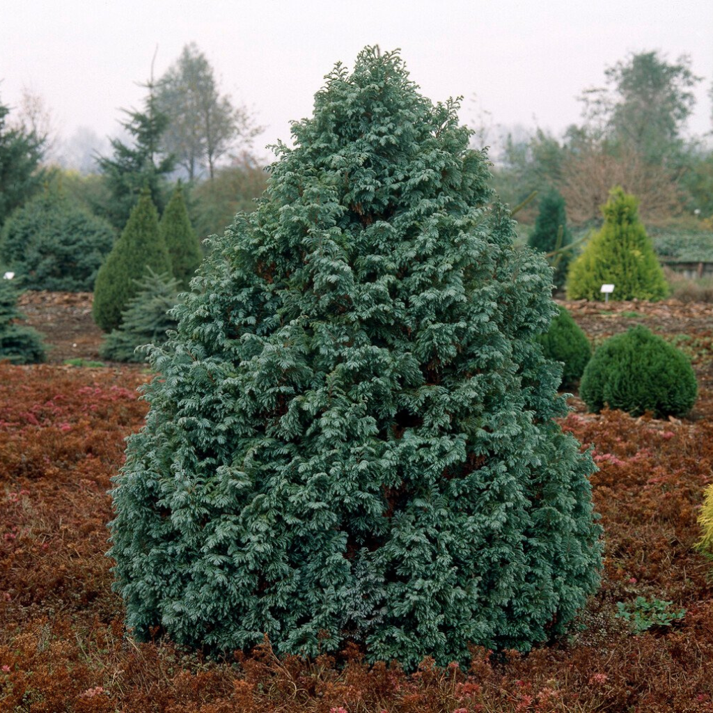 Chamaecyparis pisifera 'Boulevard' - Srebrni pačempres
