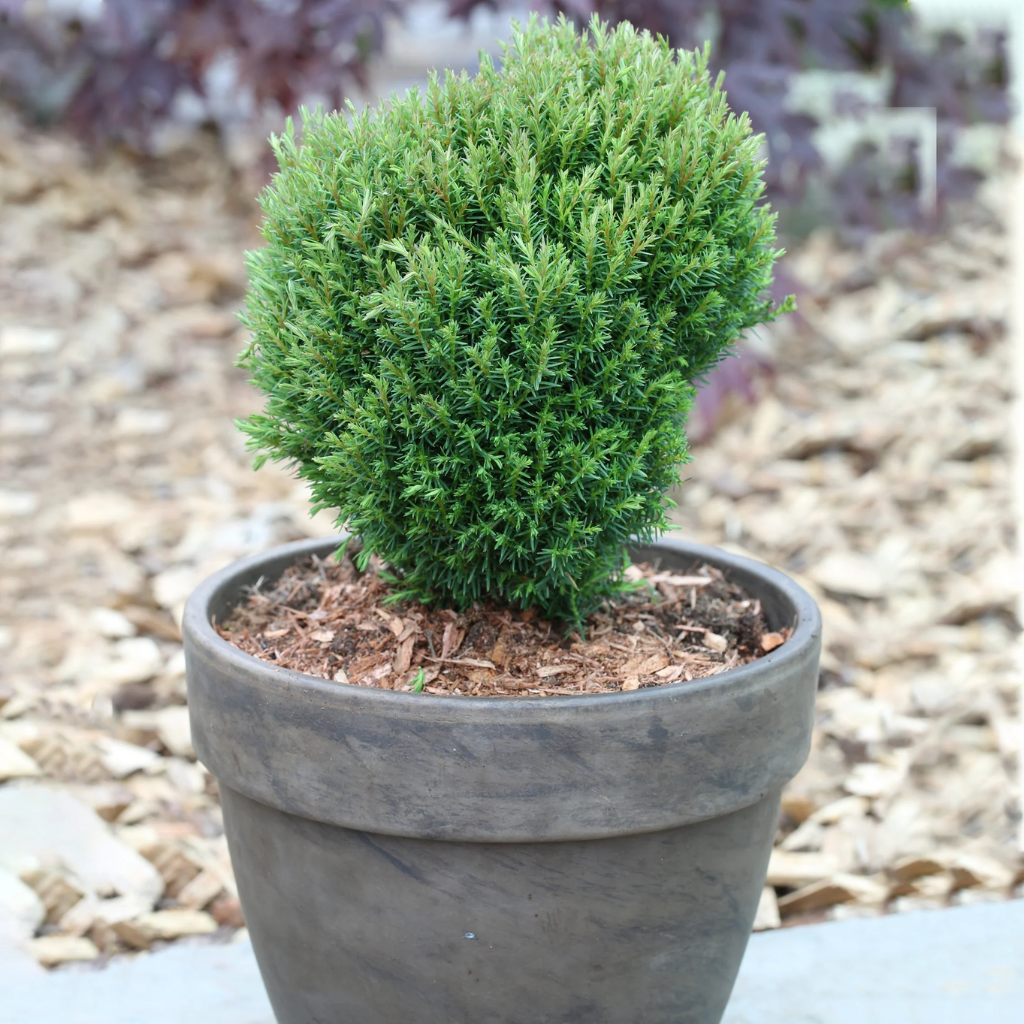 Thuja occidentalis 'Teddy' - Patuljasta tuja Tedi