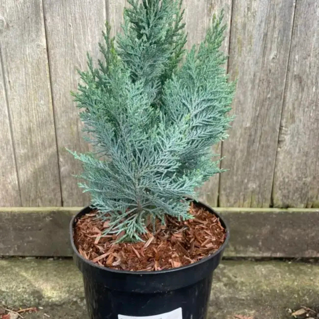 Chamaecyparis lawsoniana 'Columnaris' - Plavi stubasti pačempres