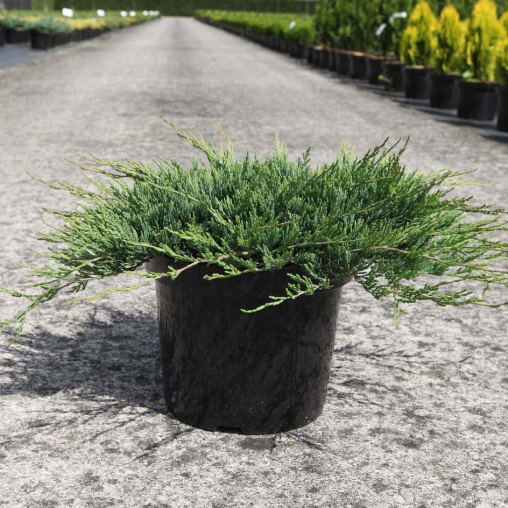 Juniperus horizontalis 'Prostrata' - Polegla kleka