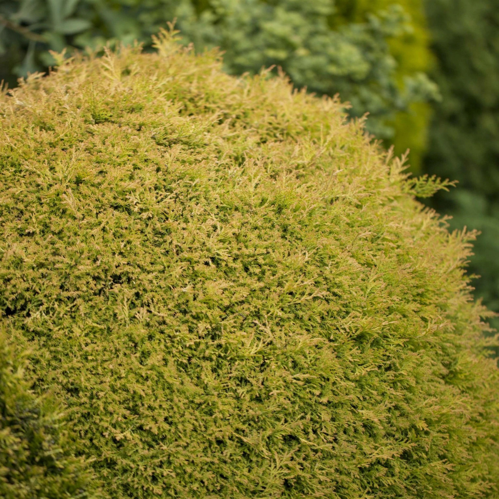 Thuja occidentalis 'Rheingold' - Zlatna patuljasta tuja