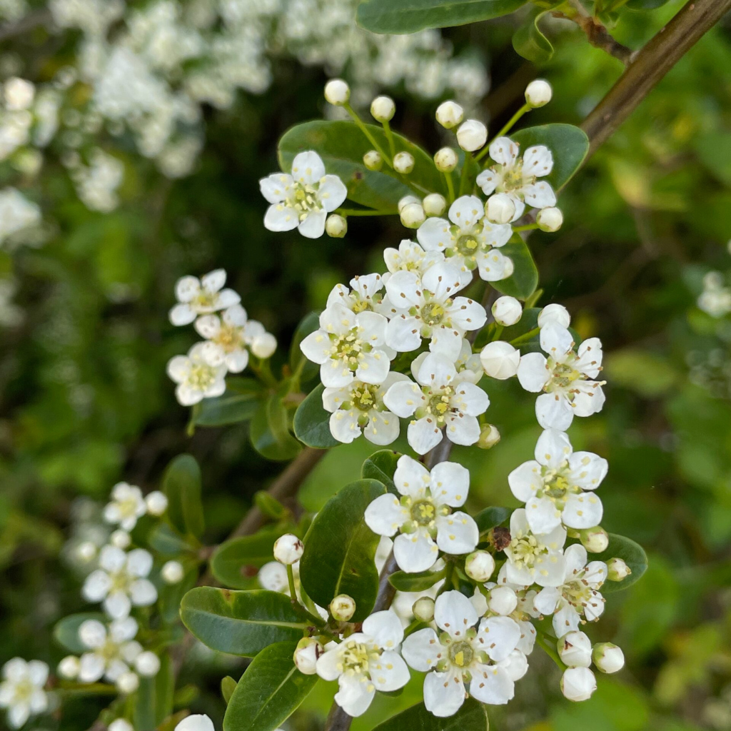 Pyracantha coccinea - Vatreni trn
