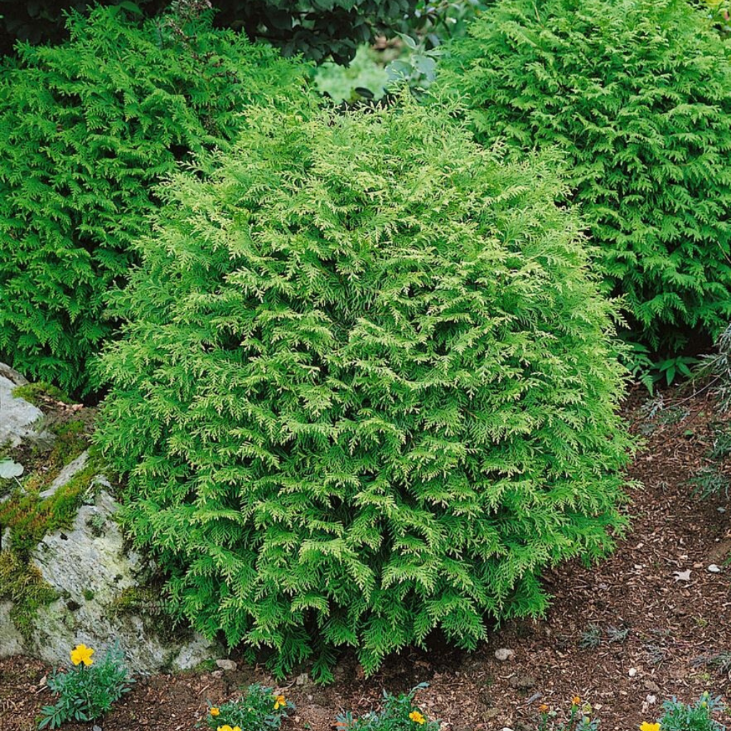 Chamaecyparis lawsoniana 'Globosa' - Pačempres 'Globosa'