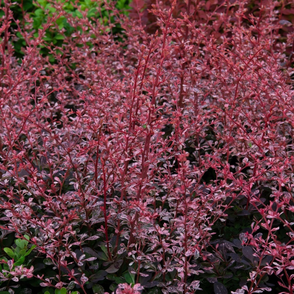 Berberis thunbergi 'Atropurpurea' - Crvenolisni berberis