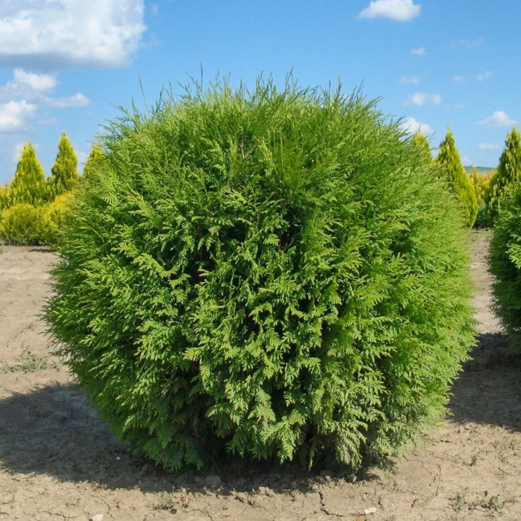 Thuja occidentalis 'Globosa' - Kuglasta tuja