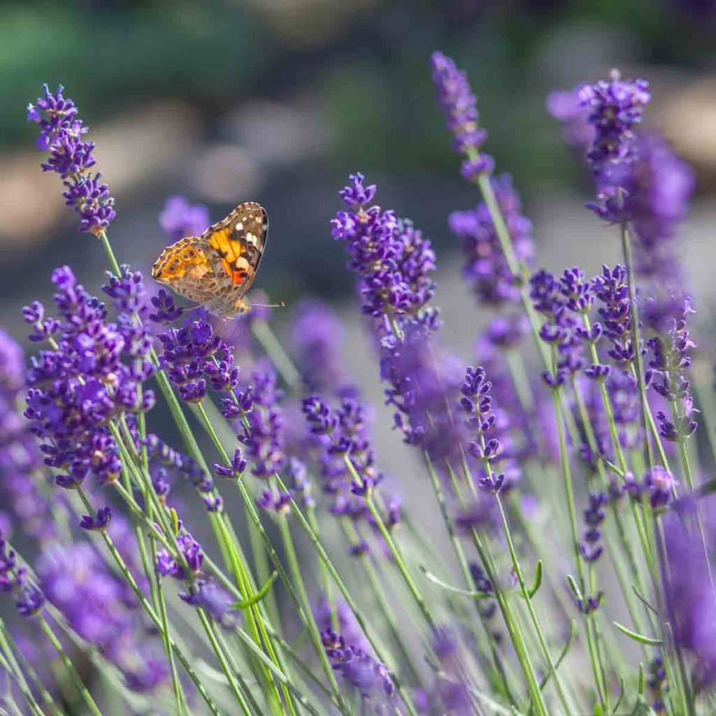 Lavandula angustifolia 'Vera' - Prava lavanda