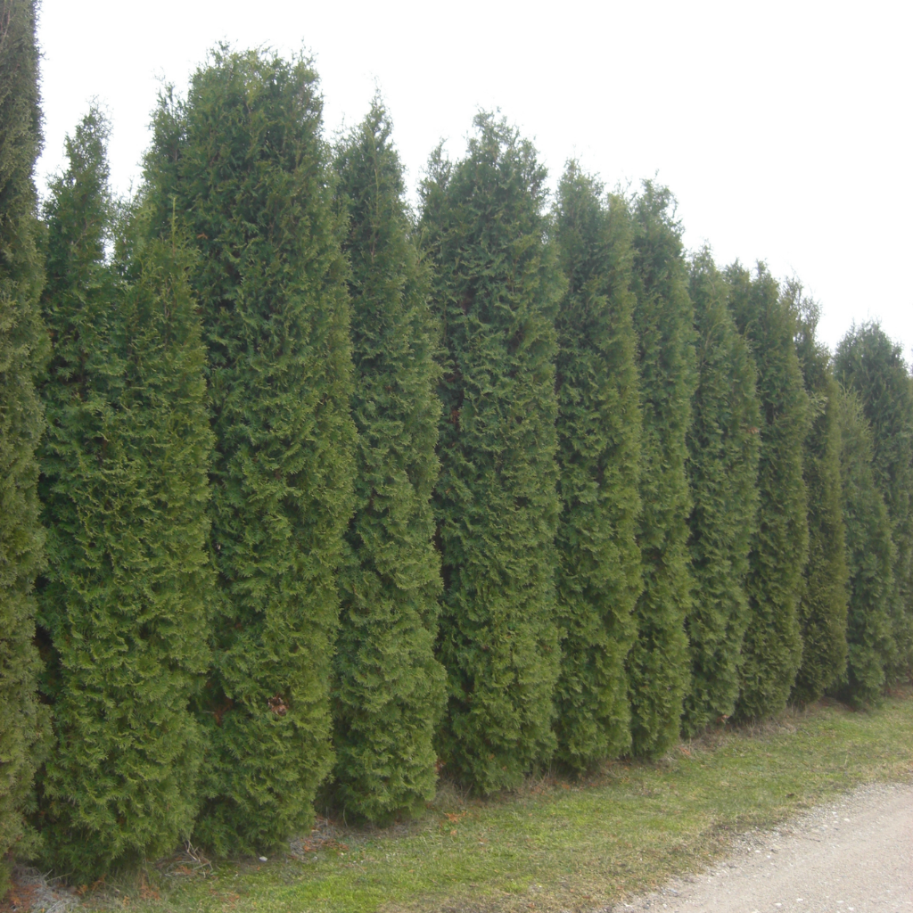 Thuja occidentalis 'Columna' - Stubasta tuja Kolumna