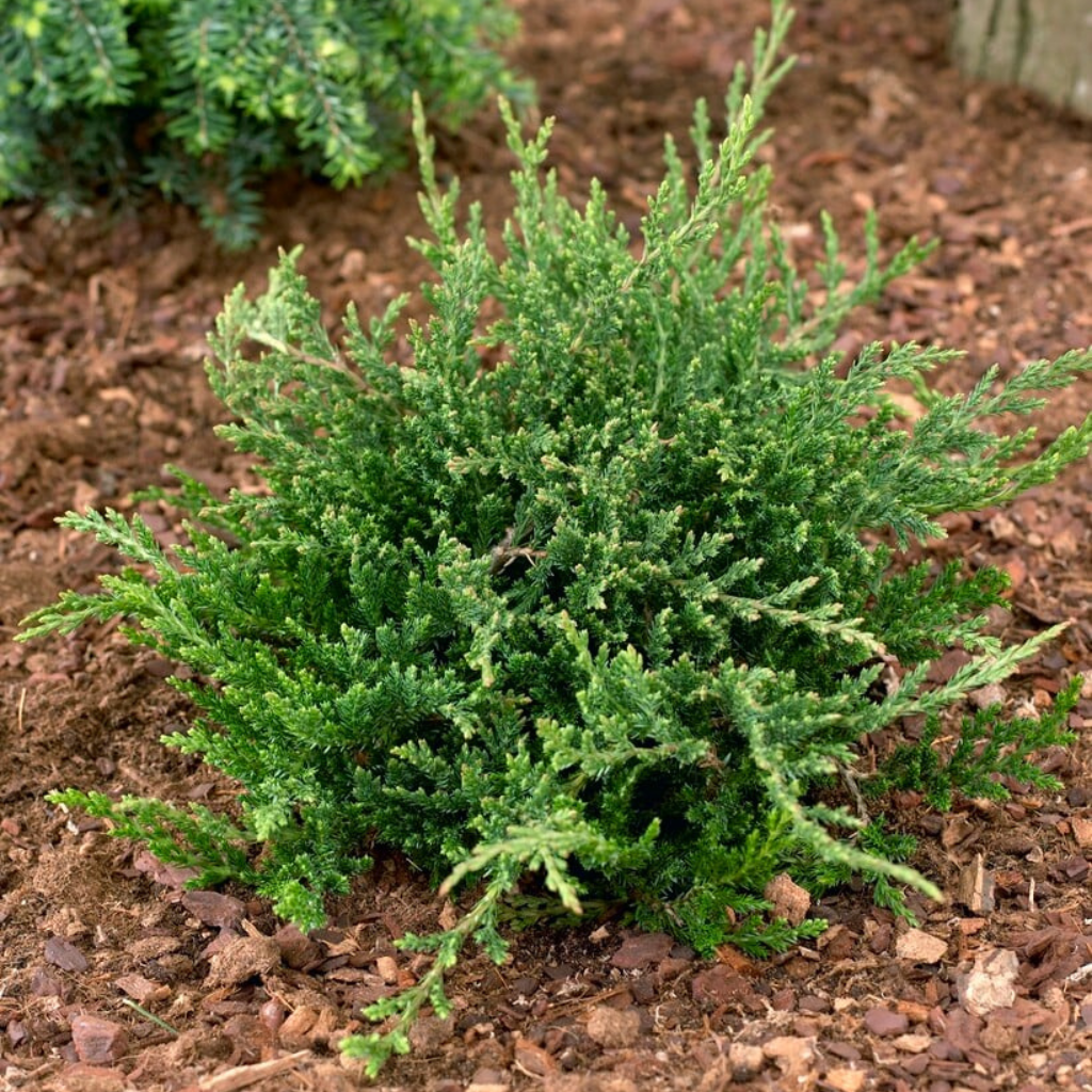 Juniperus horizontalis - Puzava kleka