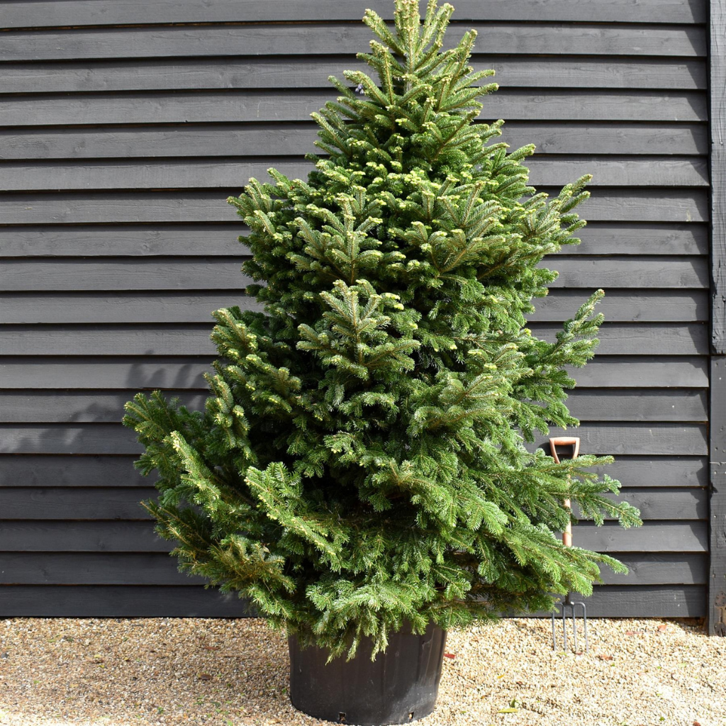 Abies nordmanniana - Kavkaska jela