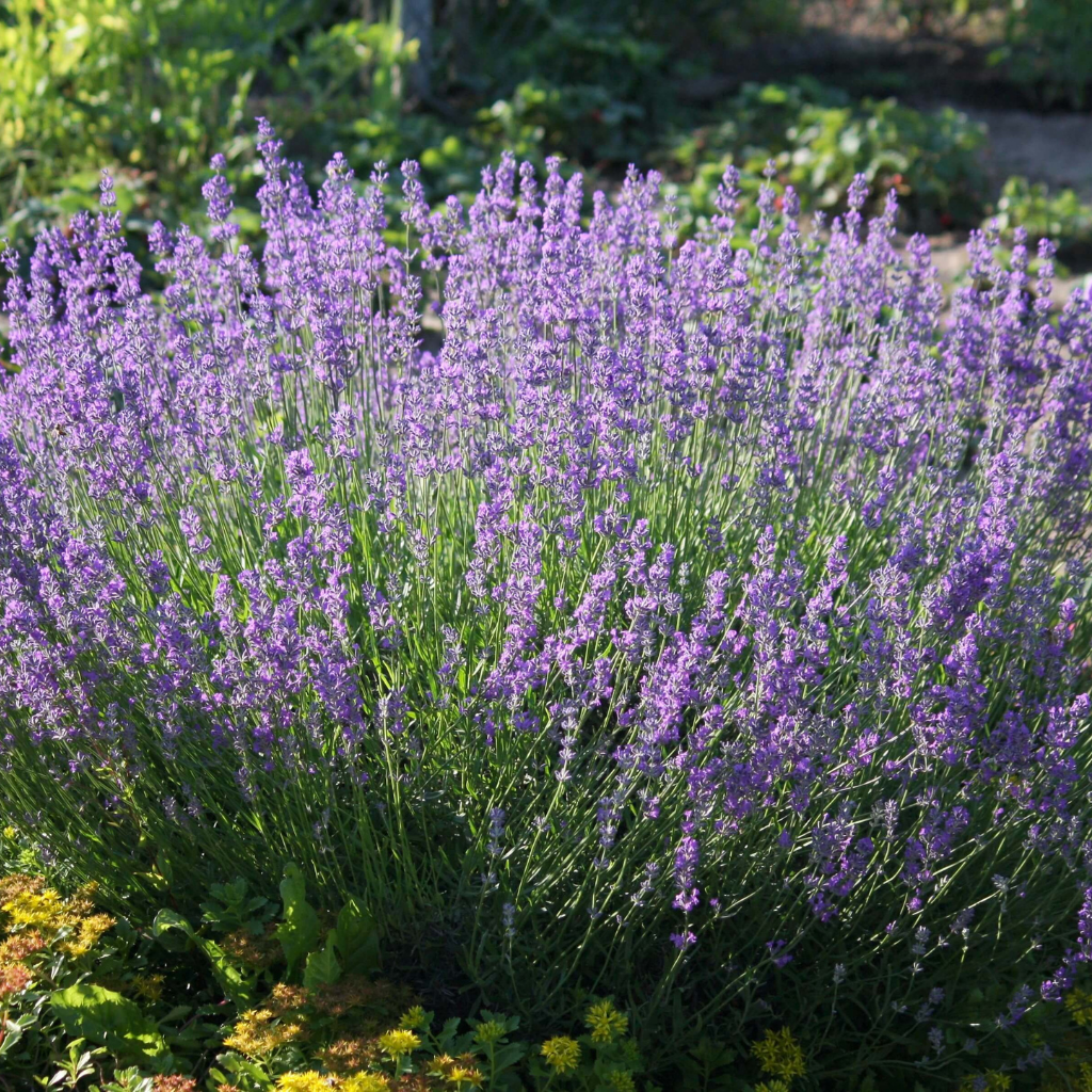 Lavandula angustifolia 'Vera' - Prava lavanda