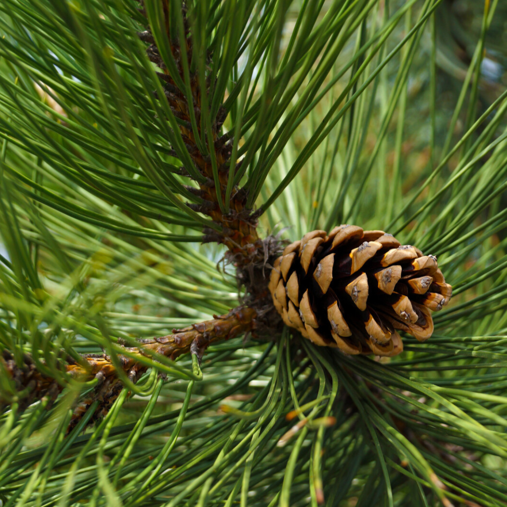 Pinus nigra - Crni bor