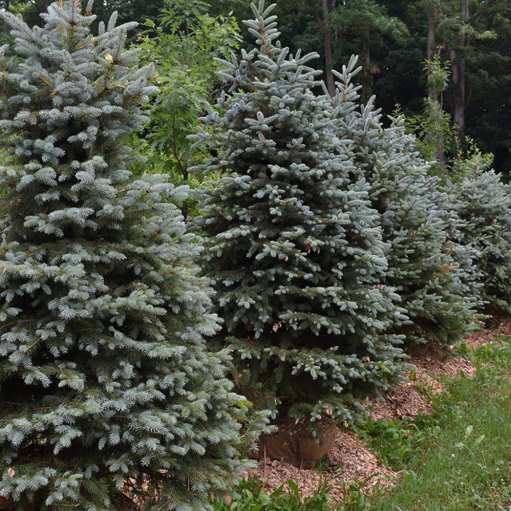 Picea pungens 'Glauca' - Srebrna smrča