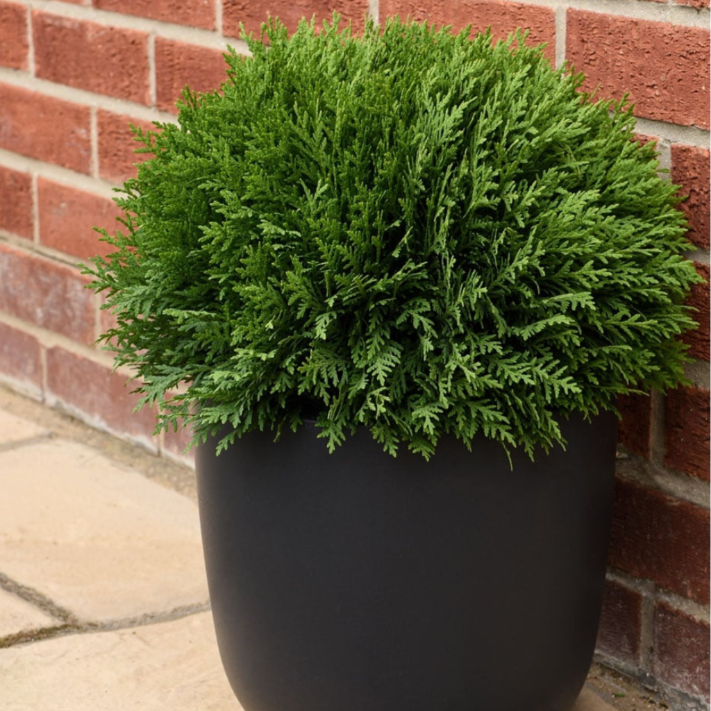 Thuja occidentalis 'Tiny Tim' - Patuljasta tuja Tiny Tim