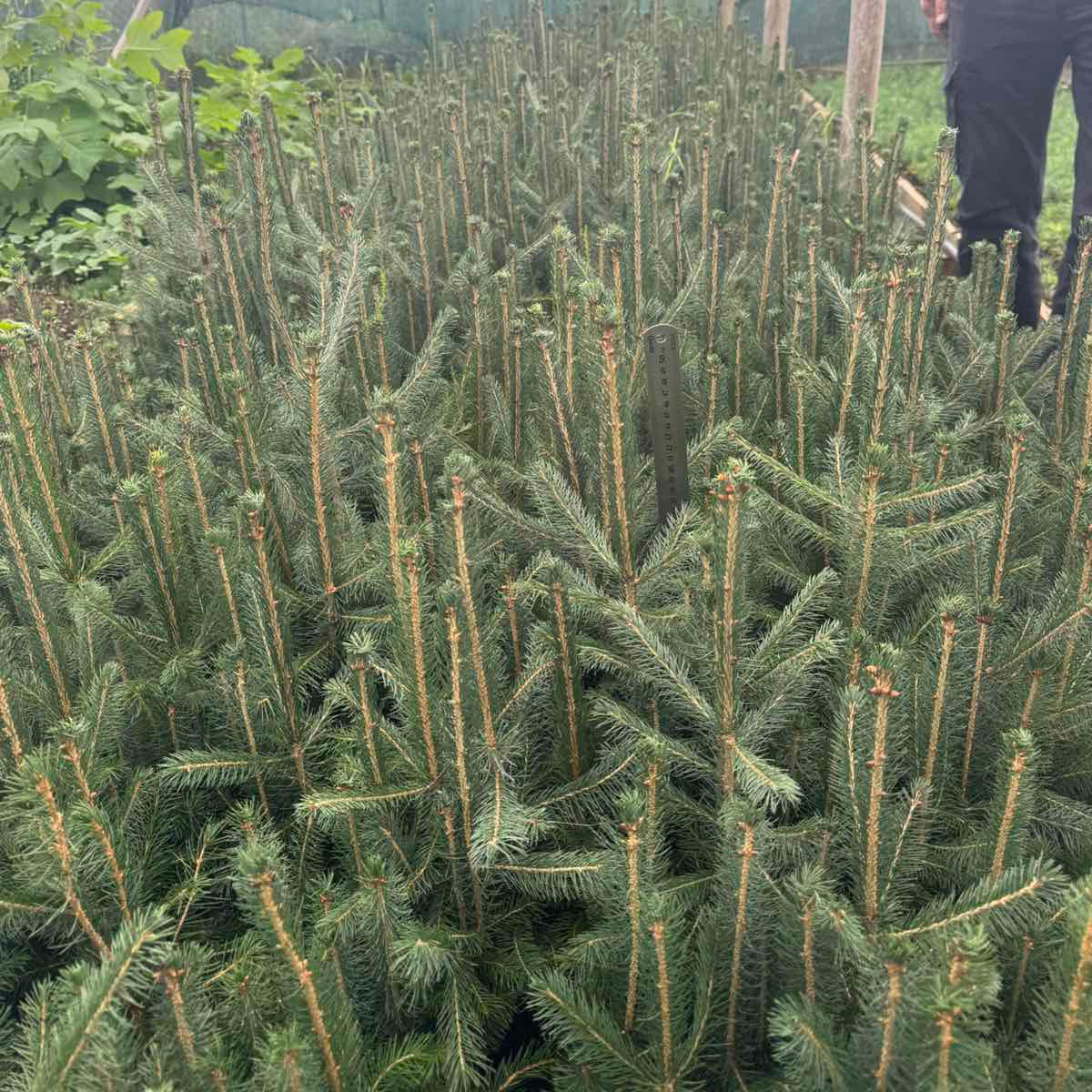Picea abies - Smrča