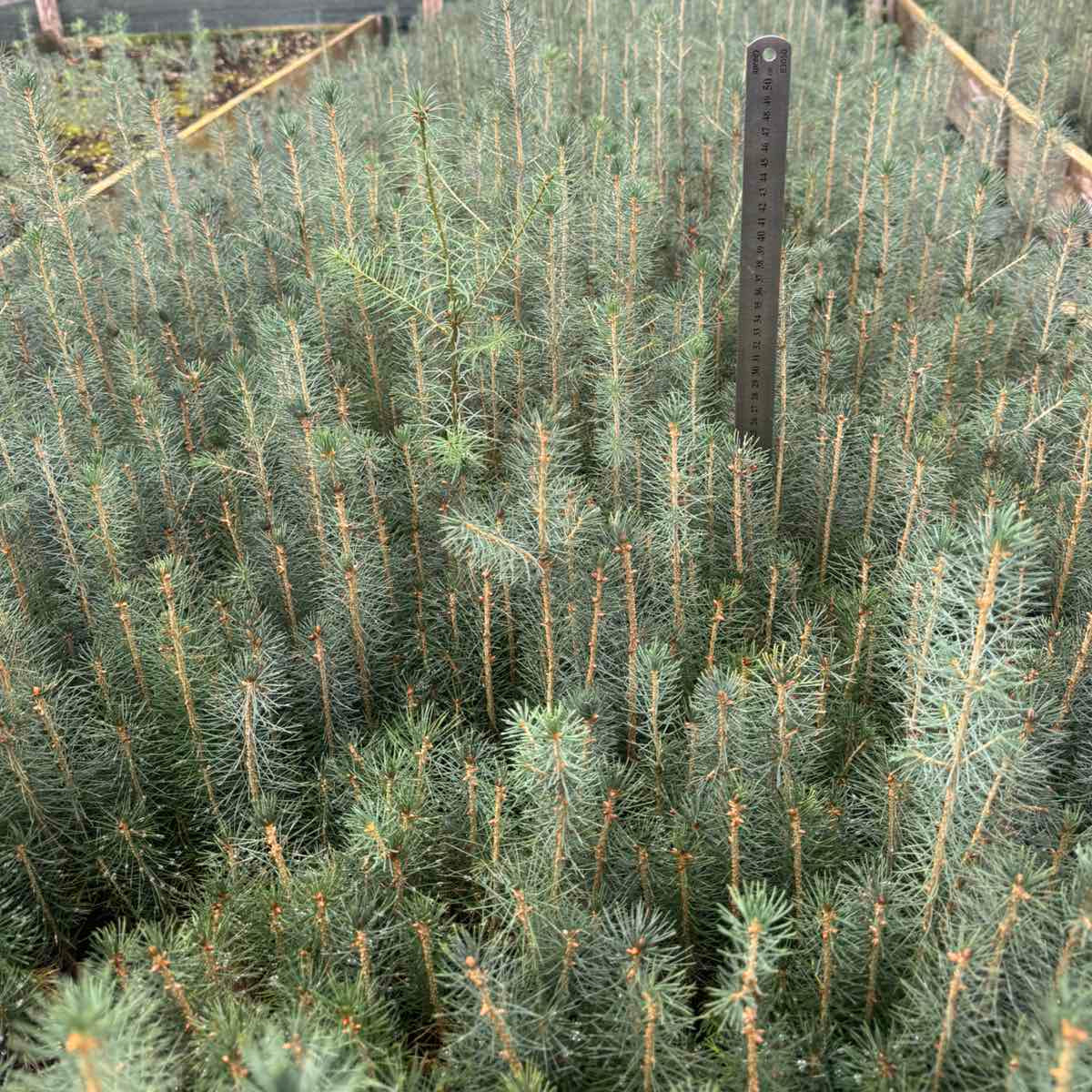 Picea abies - Smrča