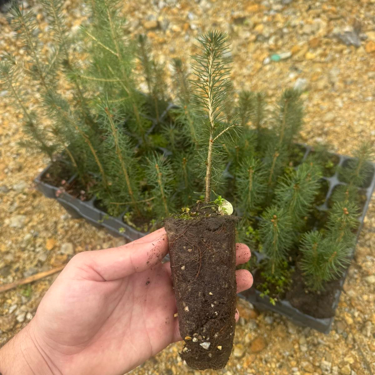 Picea abies - Smrča
