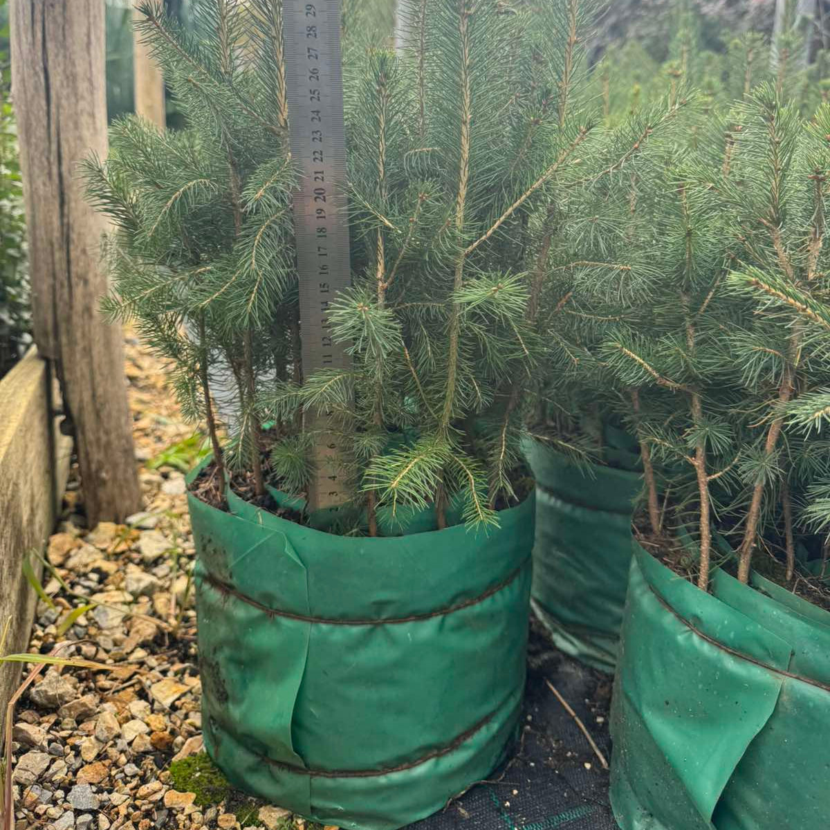 Picea abies - Smrča
