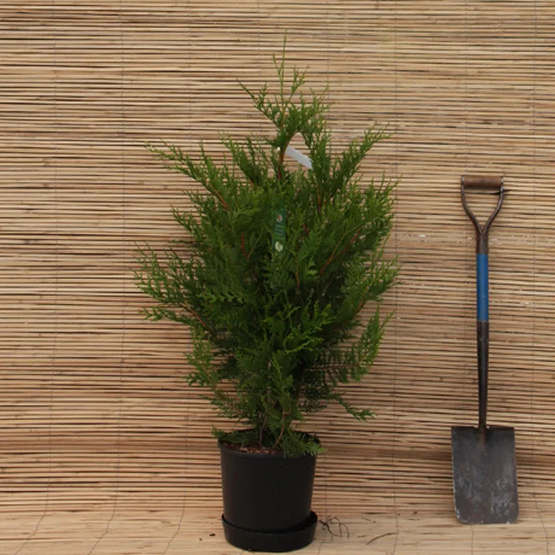 Thuja plicata 'Atrovirens' - Tuja