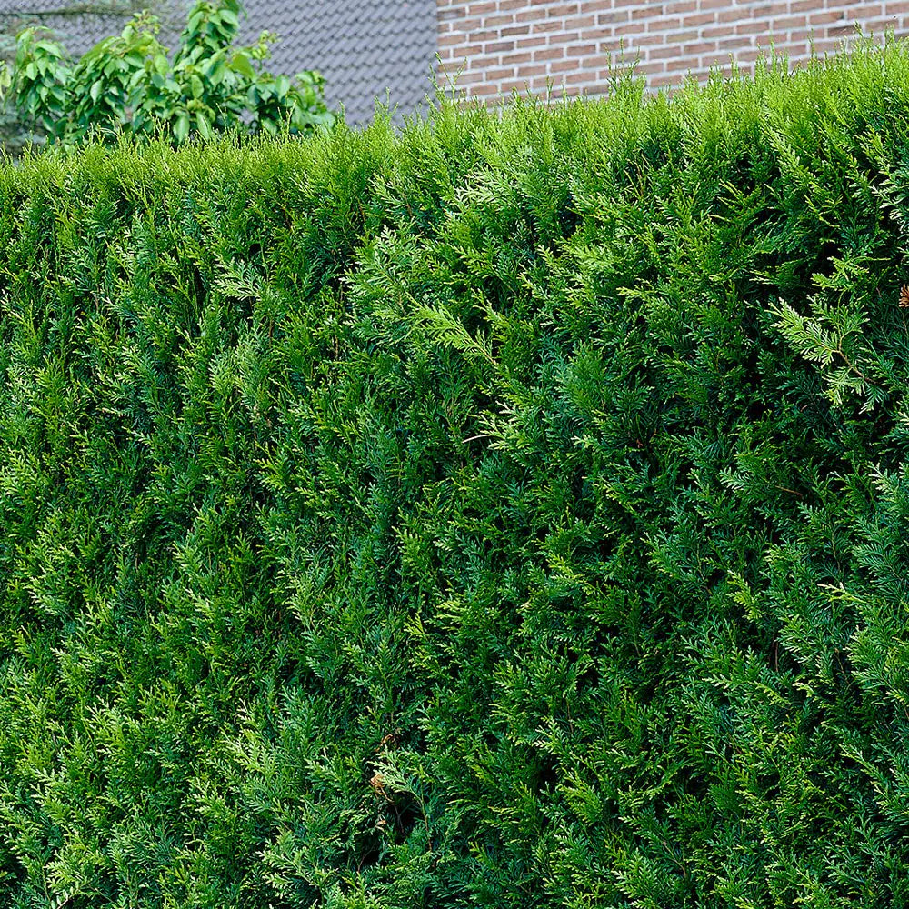 Thuja plicata 'Atrovirens' - Tuja