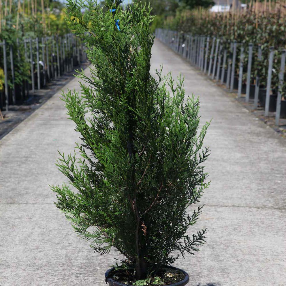Thuja plicata 'Atrovirens' - Tuja