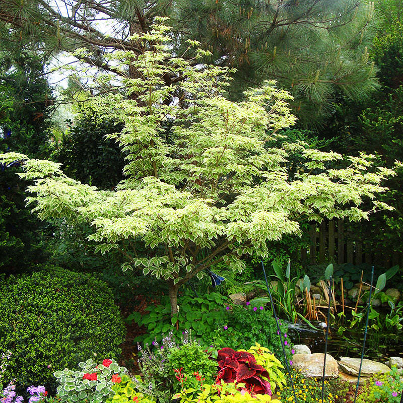 Acer negundo 'Variegatum' - Šarenolisni Javor