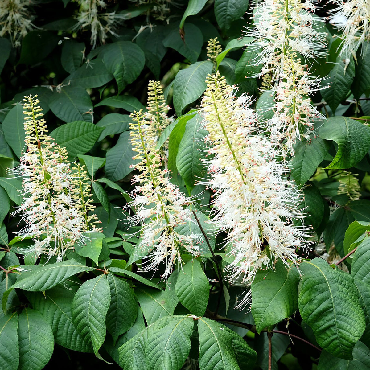 Aesculus parviflora - Patuljasti Divlji Kesten